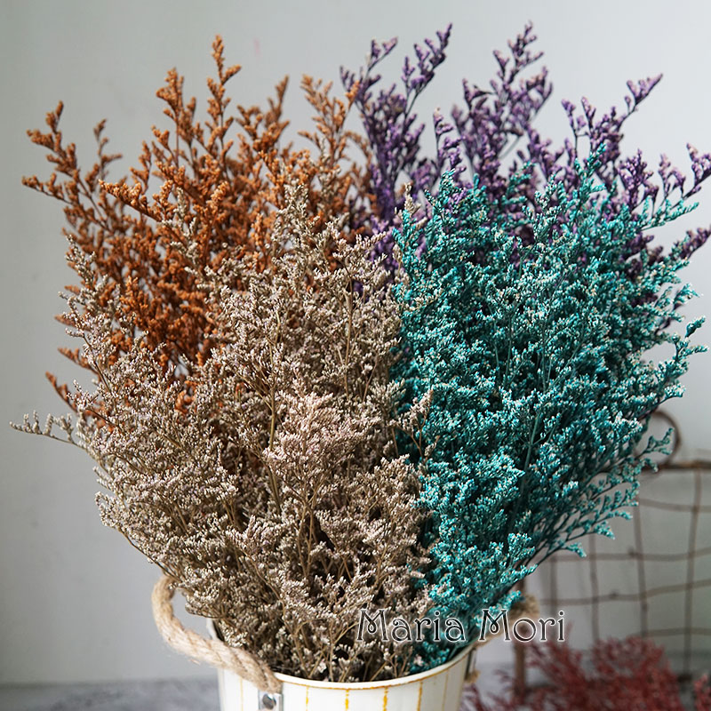 70g/Preserved Valentine's Gras - Eucalyptus Preserved 评论和价格