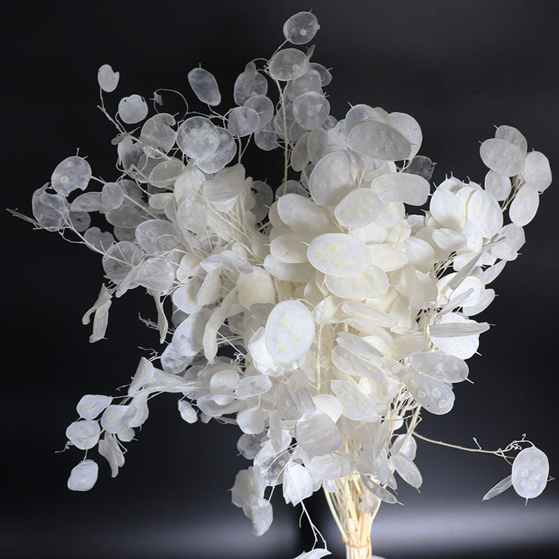Preserved Lunaria Flowers for  - Eucalyptus Preserved 评论和价格