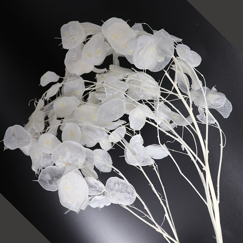 Preserved Lunaria Flowers for  - Eucalyptus Preserved 评论和价格