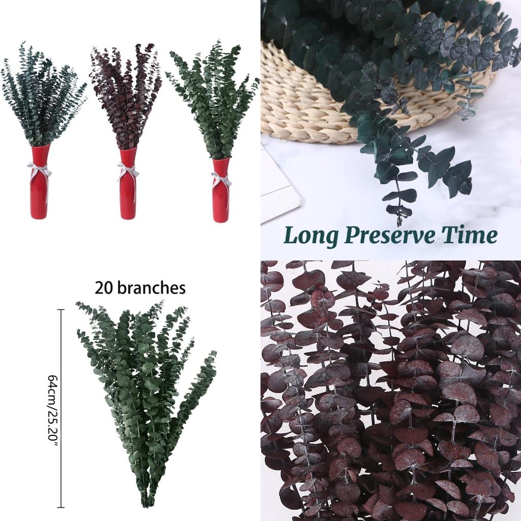 20Pcs Preserved for Fresh Euca - Eucalyptus Preserved 评论和价格